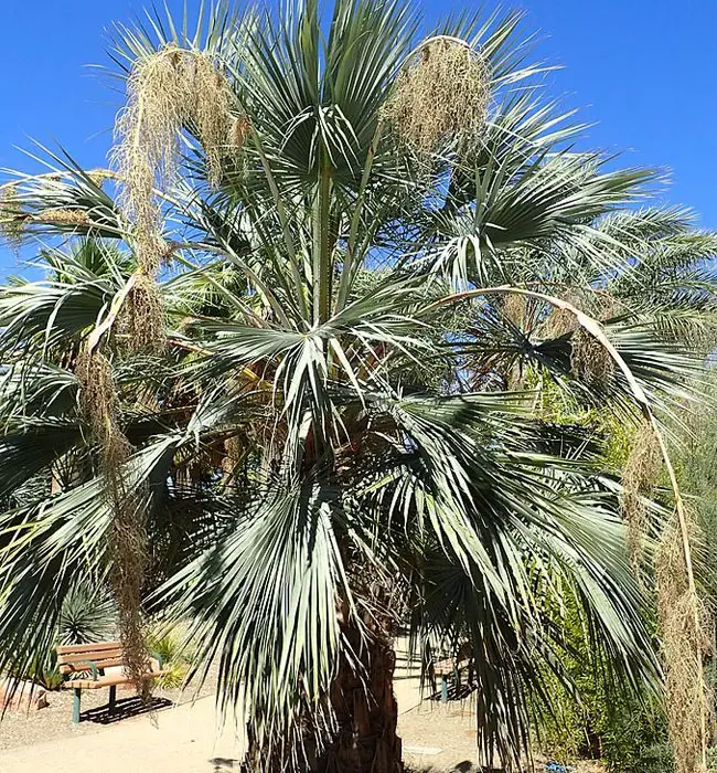 Blue Hesper Palm Tree (Brahea armata)