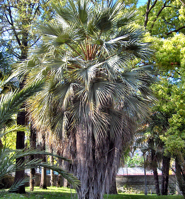 Blue Hesper Palm Tree (Brahea armata)