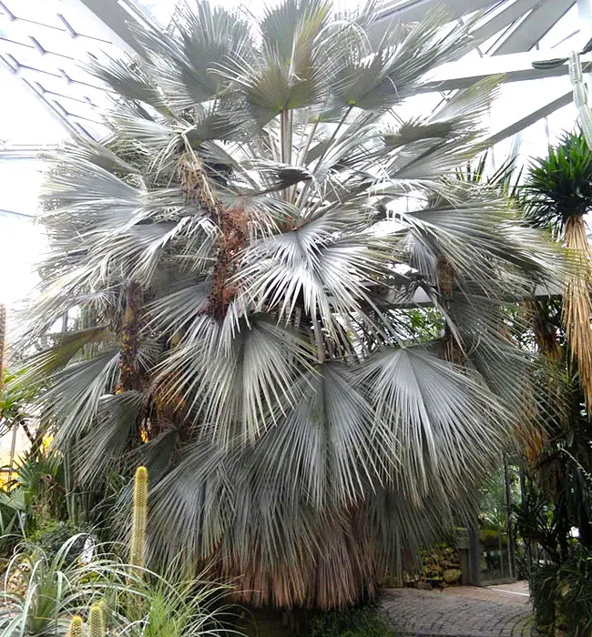 Blue Hesper Palm Tree (Brahea armata)