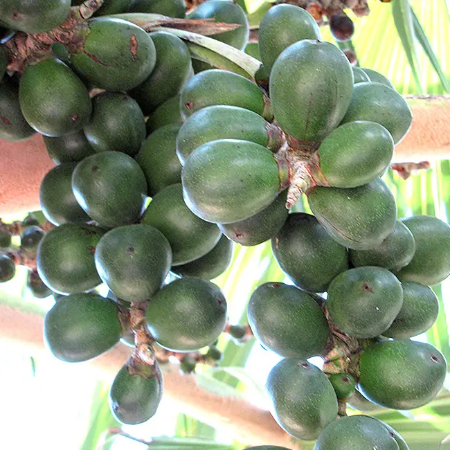 Blue Latan Palm (Latania loddigesii).