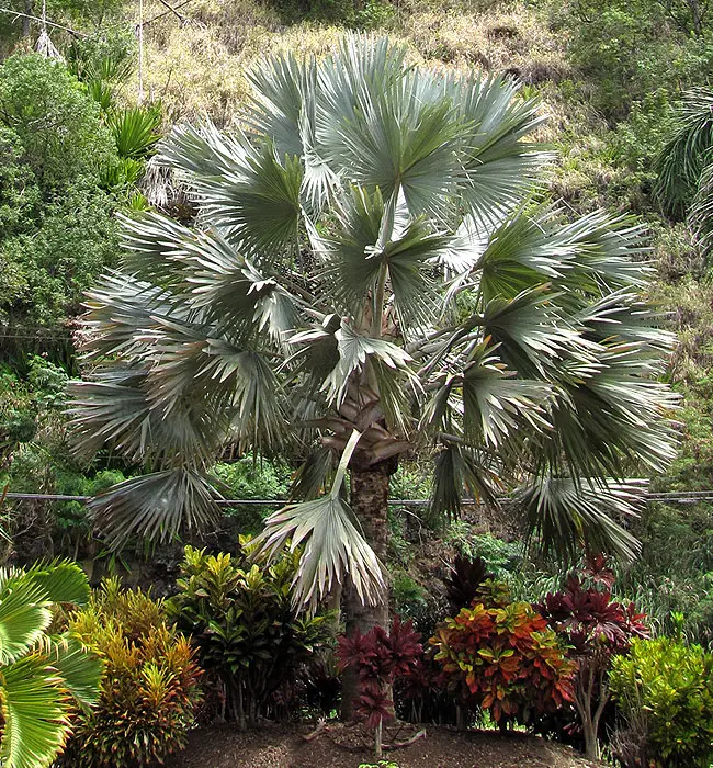 Blue Latan Palm (Latania loddigesii).