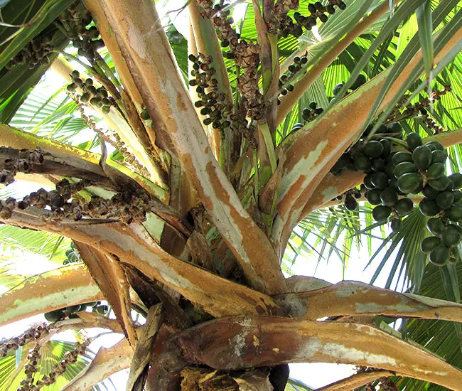 Blue Latan Palm (Latania loddigesii).