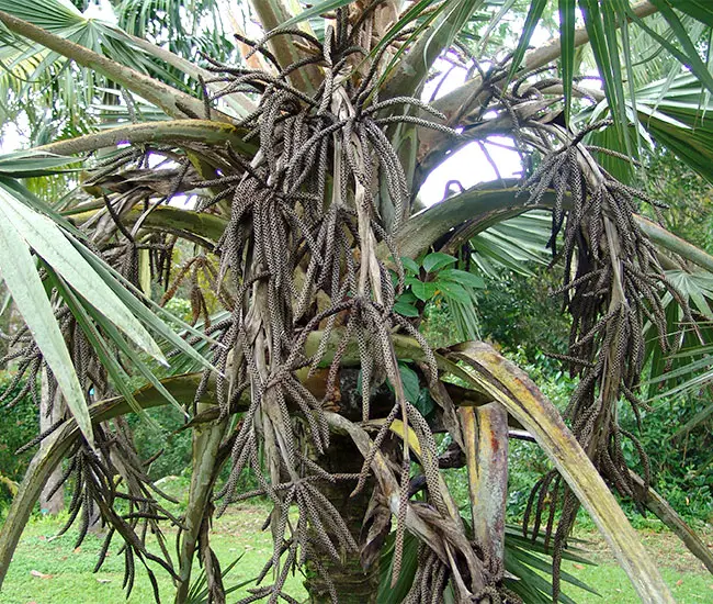 Blue Latan Palm (Latania loddigesii).