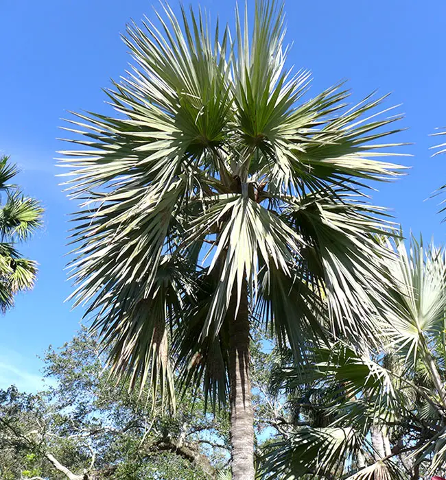 Blue Latan Palm (Latania loddigesii).