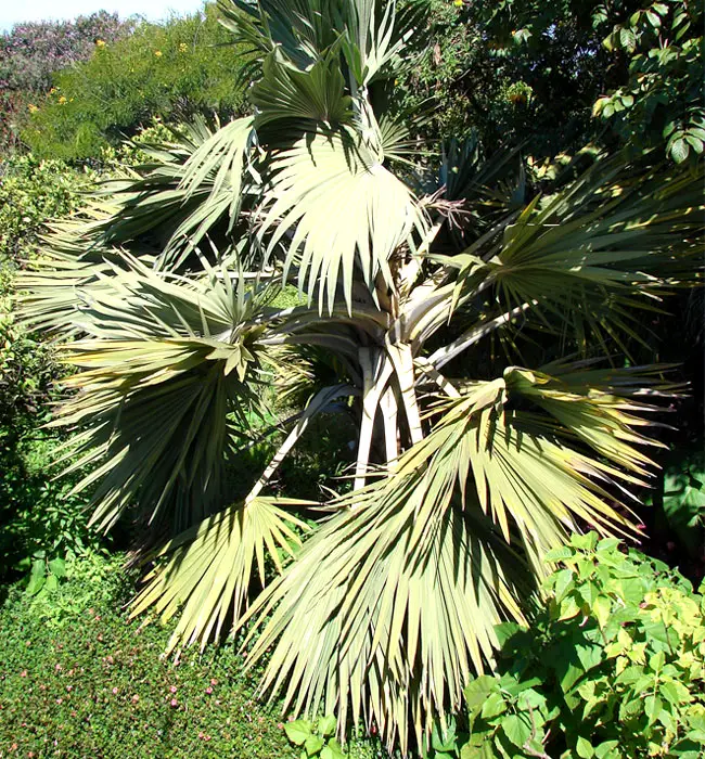 Blue Latan Palm (Latania loddigesii).