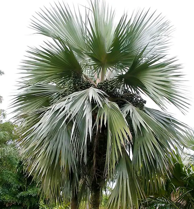 Blue Latan Palm (Latania loddigesii).