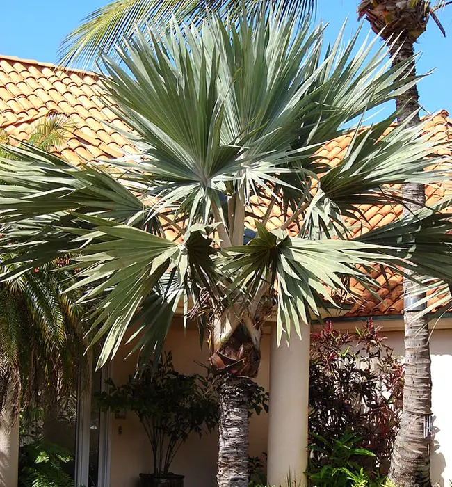 Blue Latan Palm (Latania loddigesii).