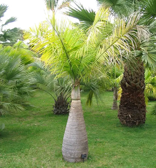 Bottle Palm (Hyophorbe lagenicaulis).