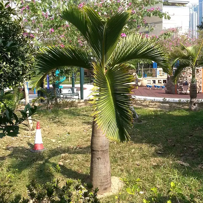 Bottle Palm (Hyophorbe lagenicaulis).