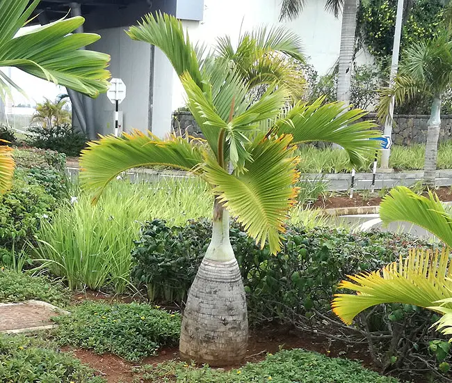 Bottle Palm (Hyophorbe lagenicaulis).