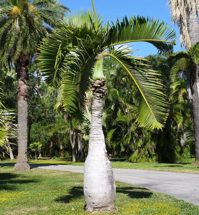 Bottle Palm (Hyophorbe lagenicaulis).