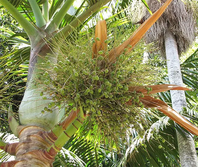 Bottle Palm (Hyophorbe lagenicaulis).
