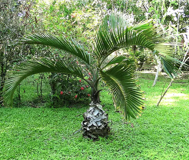 Bottle Palm (Hyophorbe lagenicaulis).