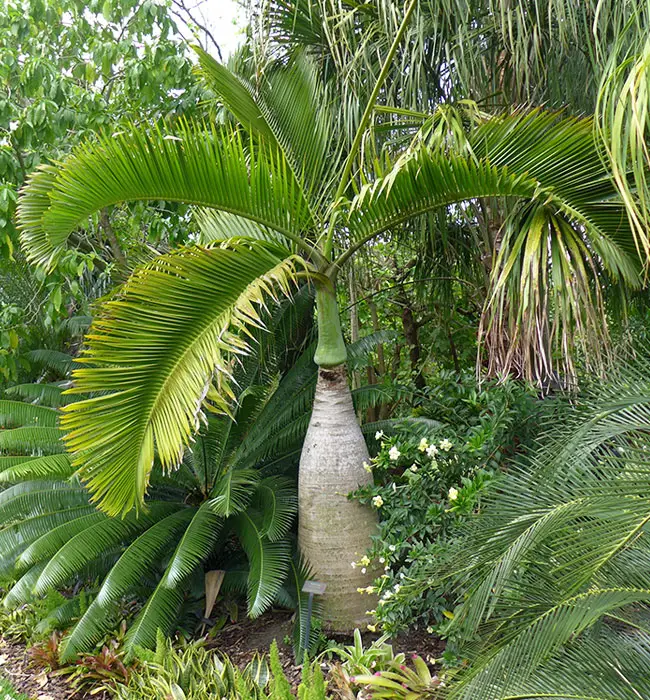 Bottle Palm (Hyophorbe lagenicaulis).