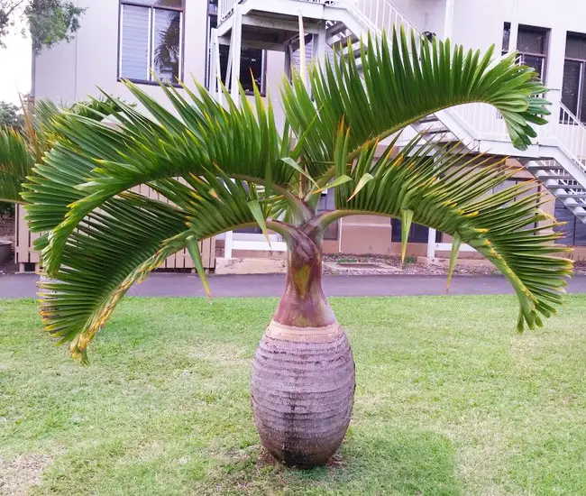 Bottle Palm (Hyophorbe lagenicaulis).