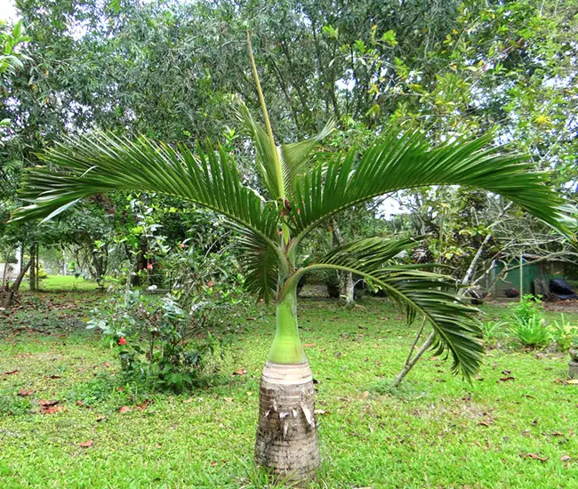 Bottle Palm (Hyophorbe lagenicaulis).
