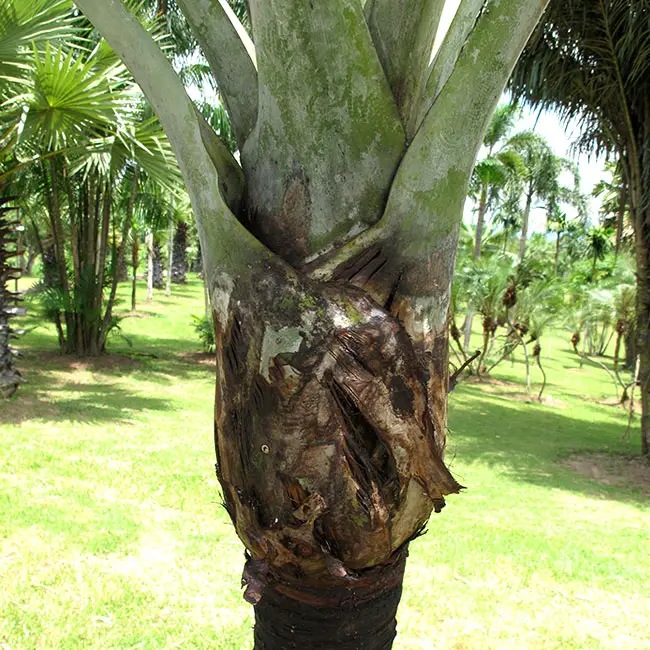 Buccaneer Palm (Pseudophoenix sargentii)