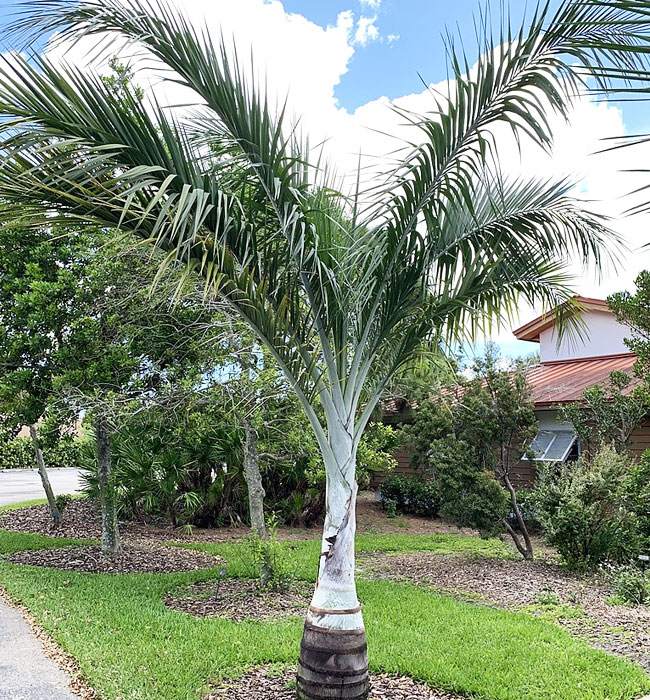 Buccaneer Palm (Pseudophoenix sargentii)