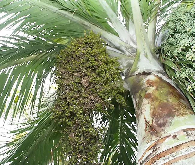 Buccaneer Palm (Pseudophoenix sargentii)