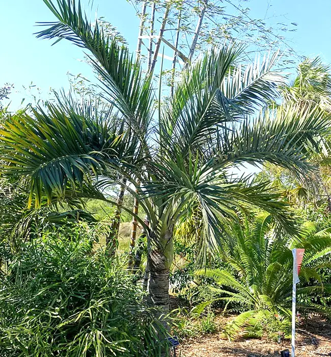 Buccaneer Palm (Pseudophoenix sargentii)