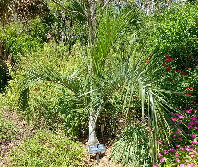 Buccaneer Palm (Pseudophoenix sargentii)