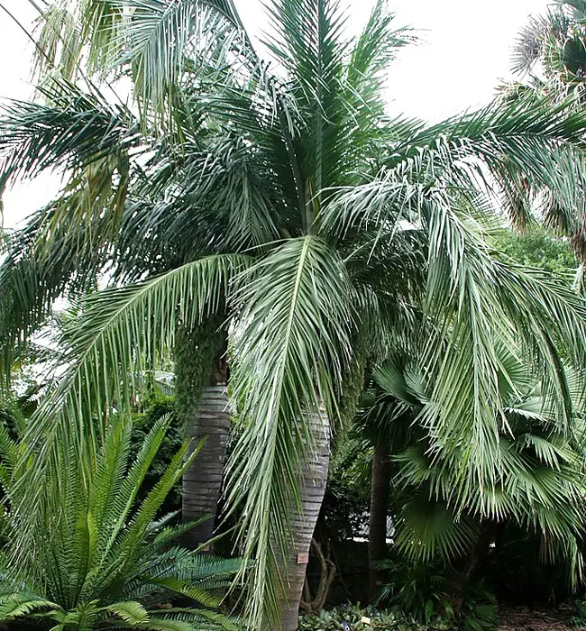 Buccaneer Palm (Pseudophoenix sargentii).