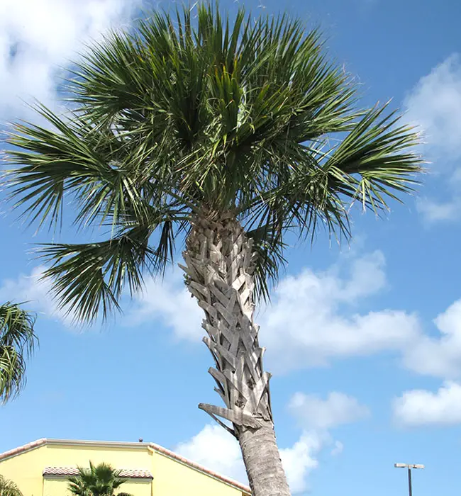 Cabbage Palm (Sabal palmetto)