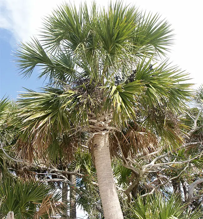 Cabbage Palm (Sabal palmetto)