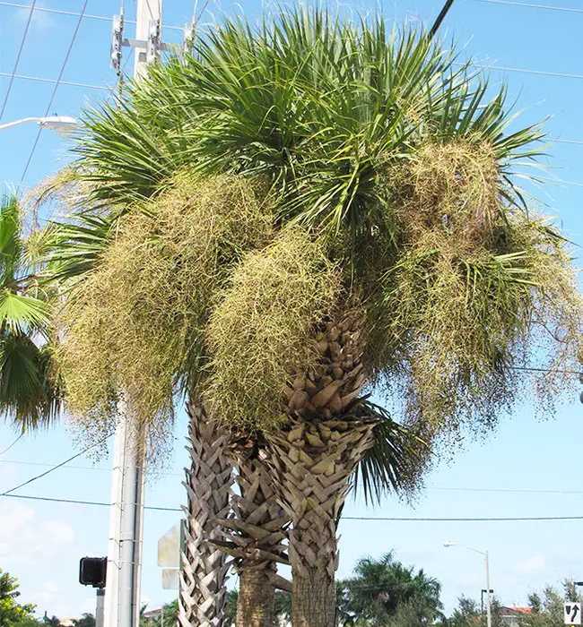 Cabbage Palm (Sabal palmetto)