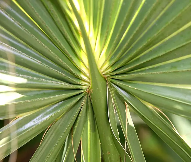 Cabbage Palm (Sabal palmetto)