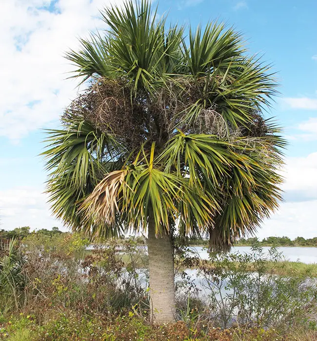 Cabbage Palm (Sabal palmetto)