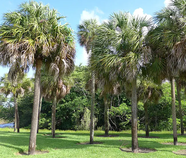 Cabbage Palm (Sabal palmetto)