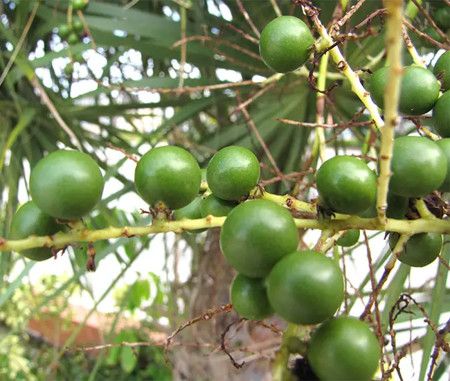 Cabbage Palm (Sabal palmetto)