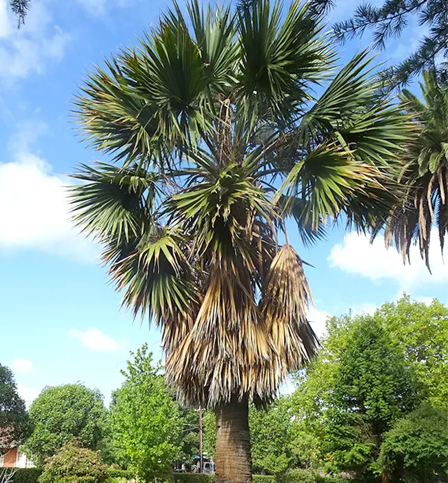 Cabbage Palm (Sabal palmetto).