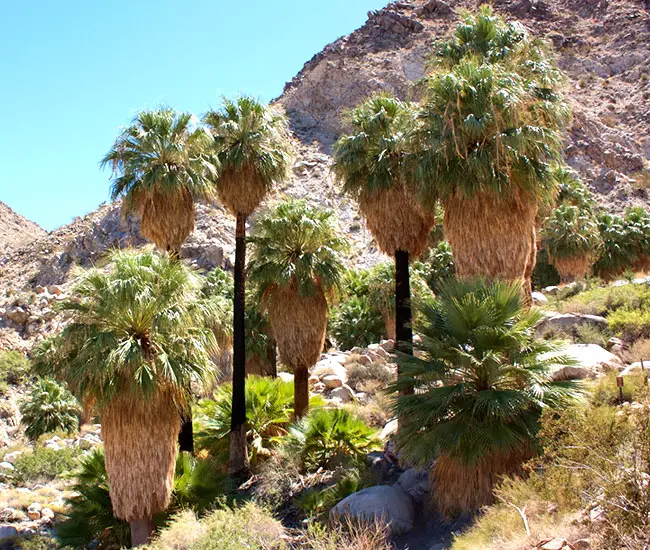 California Fan Palm (Washingtonia filifera)