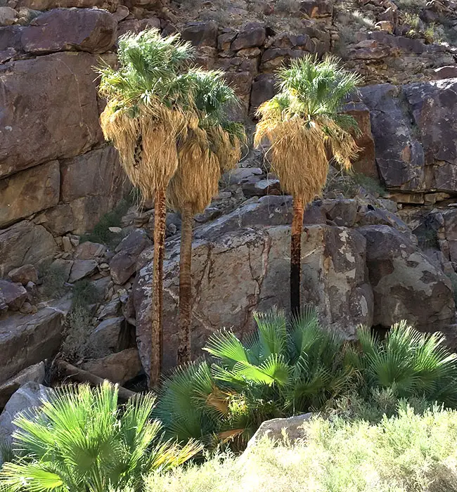 California Fan Palm (Washingtonia filifera)