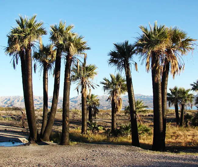 California Fan Palm (Washingtonia filifera)