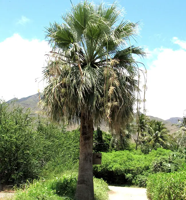 California Fan Palm (Washingtonia filifera)