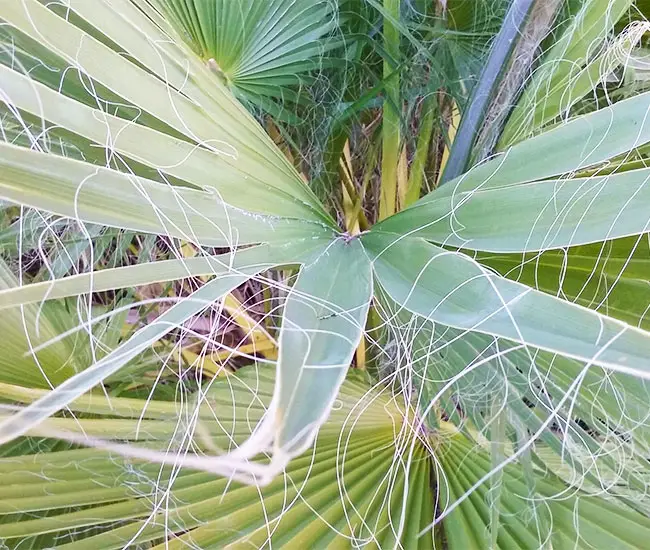 California Fan Palm (Washingtonia filifera)