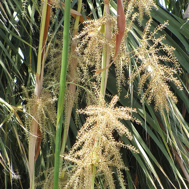 California Fan Palm (Washingtonia filifera)