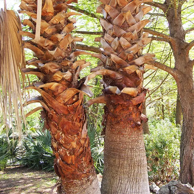 California Fan Palm (Washingtonia filifera)