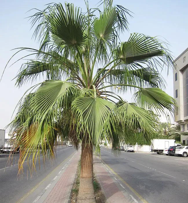 California Fan Palm (Washingtonia filifera)