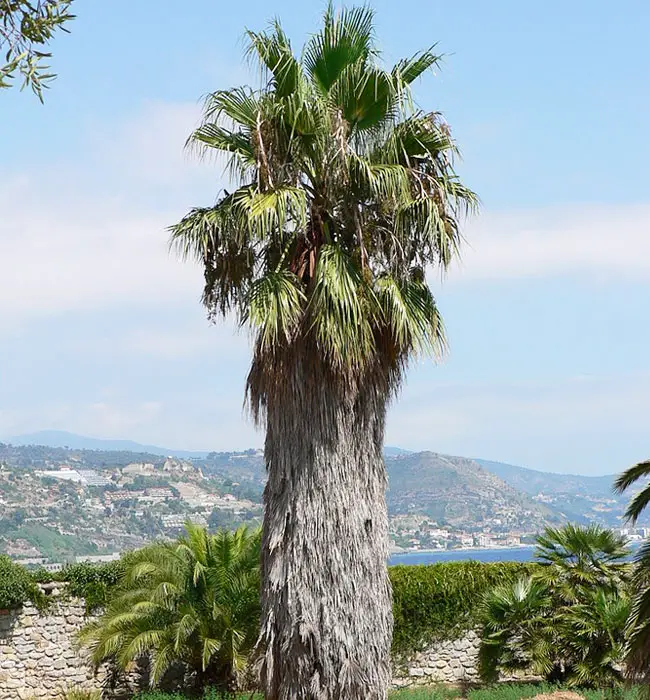 California Fan Palm (Washingtonia filifera)