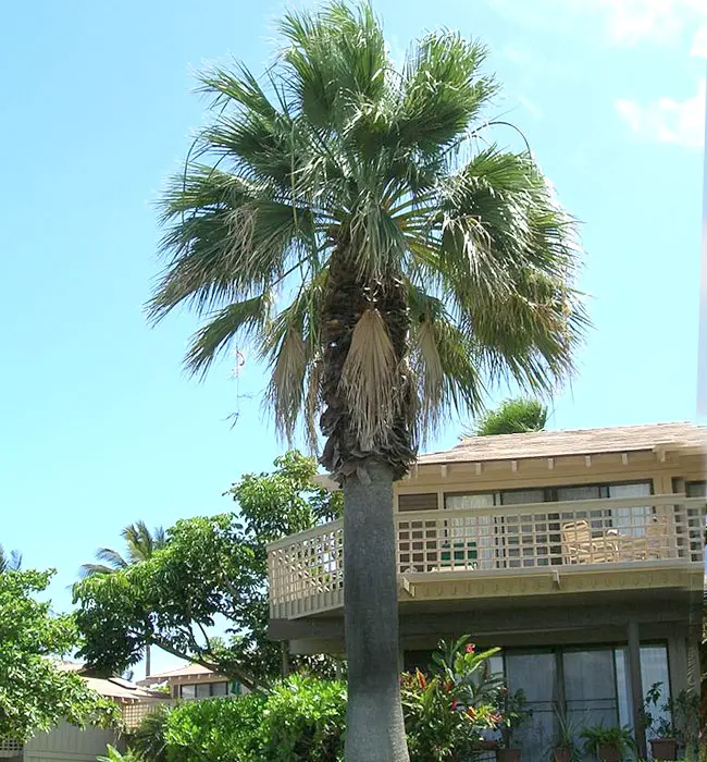 California Fan Palm (Washingtonia filifera)