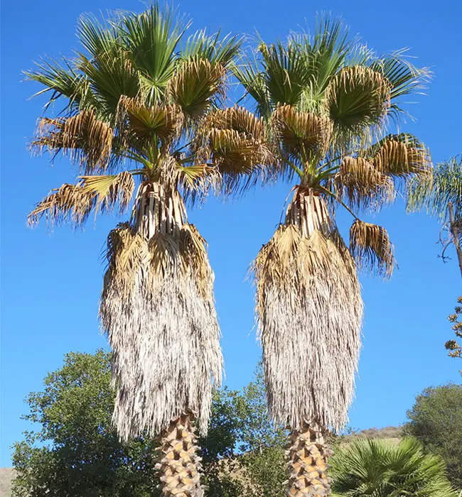 California Fan Palm (Washingtonia filifera)