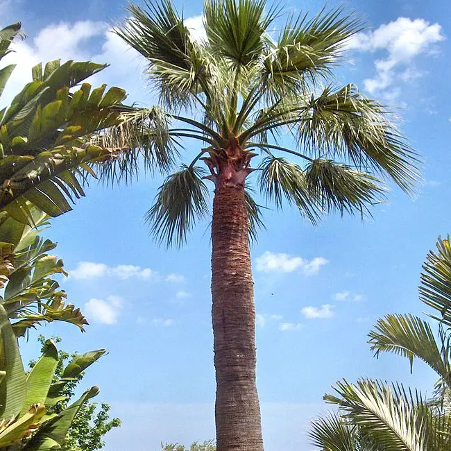 California Fan Palm (Washingtonia filifera)