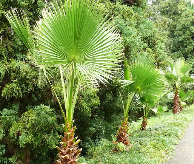 California Fan Palm (Washingtonia filifera)