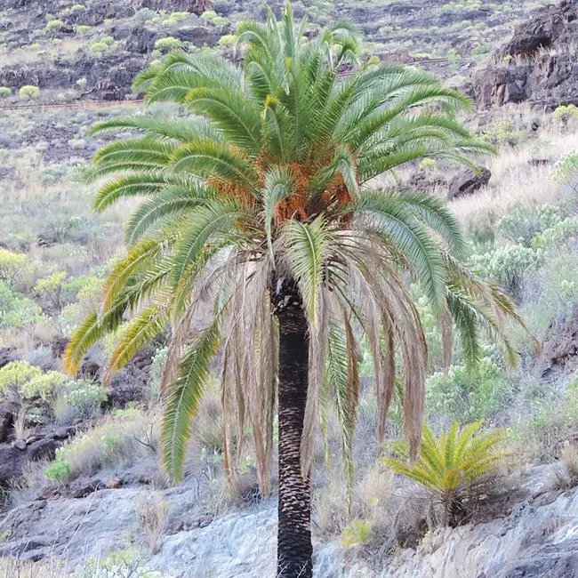 Canary Date Palm (Phoenix canariensis)