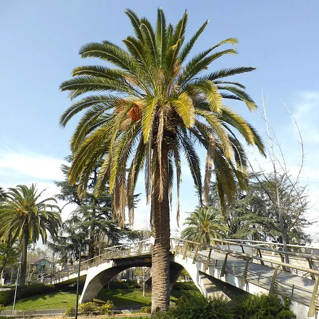 Canary Date Palm (Phoenix canariensis)