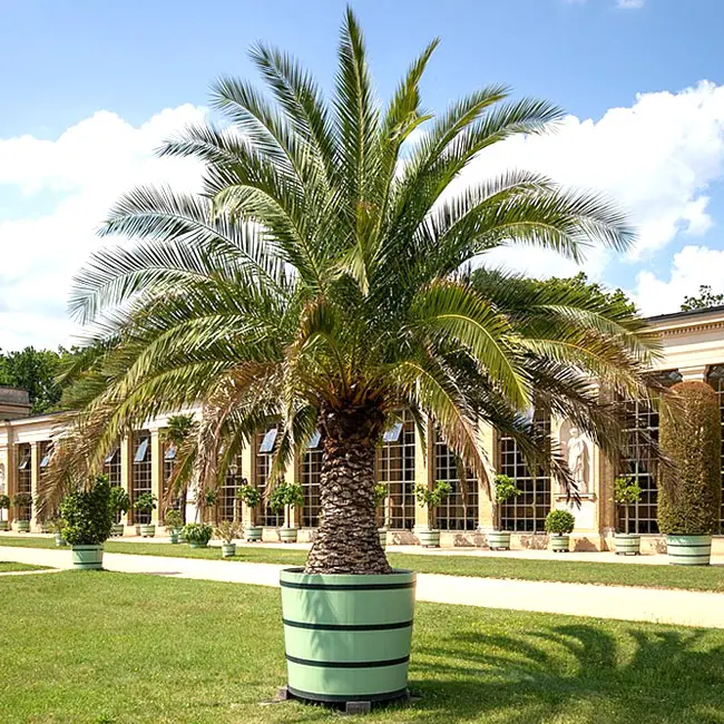 Canary Date Palm (Phoenix canariensis)